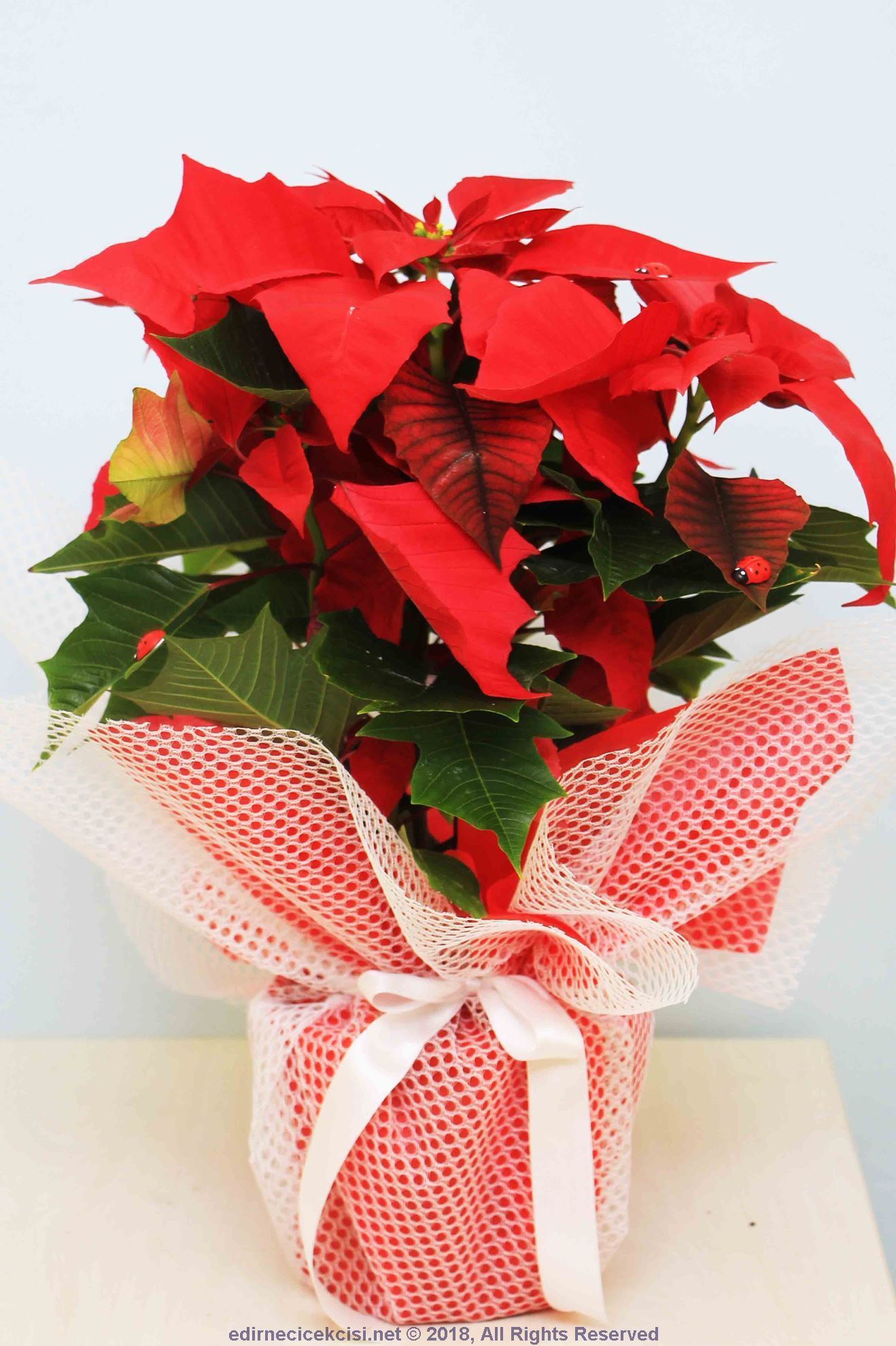 sevgilime-ozel-ponsetya